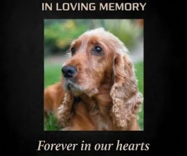 💔 HEARTBREAKING LOSS: Dick Van Dyke Mourns the Passing of His Beloved Companion