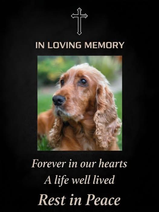 💔 HEARTBREAKING LOSS: Dick Van Dyke Mourns the Passing of His Beloved Companion