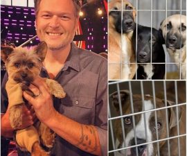 🐾 A COUNTRY GIANT'S QUIET RESCUE: How Blake Shelton Saved 39 Lives in 48 Hours