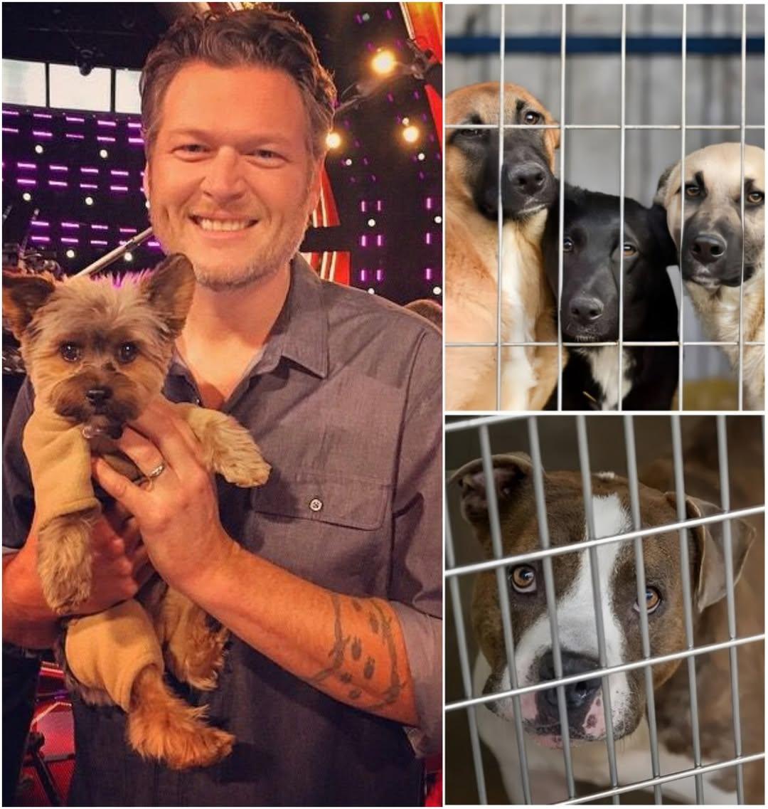 🐾 A COUNTRY GIANT'S QUIET RESCUE: How Blake Shelton Saved 39 Lives in 48 Hours
