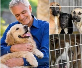 A Quiet Act of Compassion: How Andrea Bocelli Helped Save 39 Abandoned Dogs — and a Shelter on the Brink
