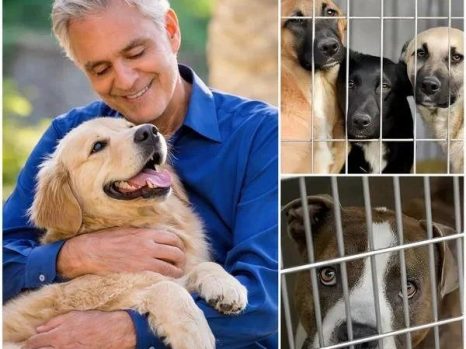 A Quiet Act of Compassion: How Andrea Bocelli Helped Save 39 Abandoned Dogs — and a Shelter on the Brink