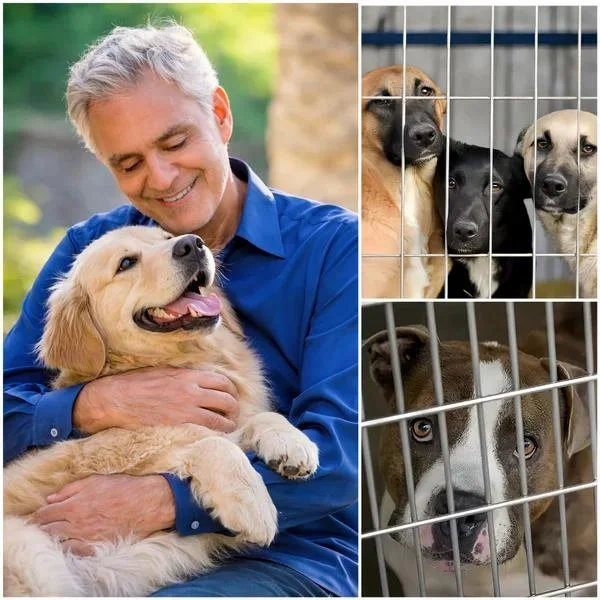 A Quiet Act of Compassion: How Andrea Bocelli Helped Save 39 Abandoned Dogs — and a Shelter on the Brink